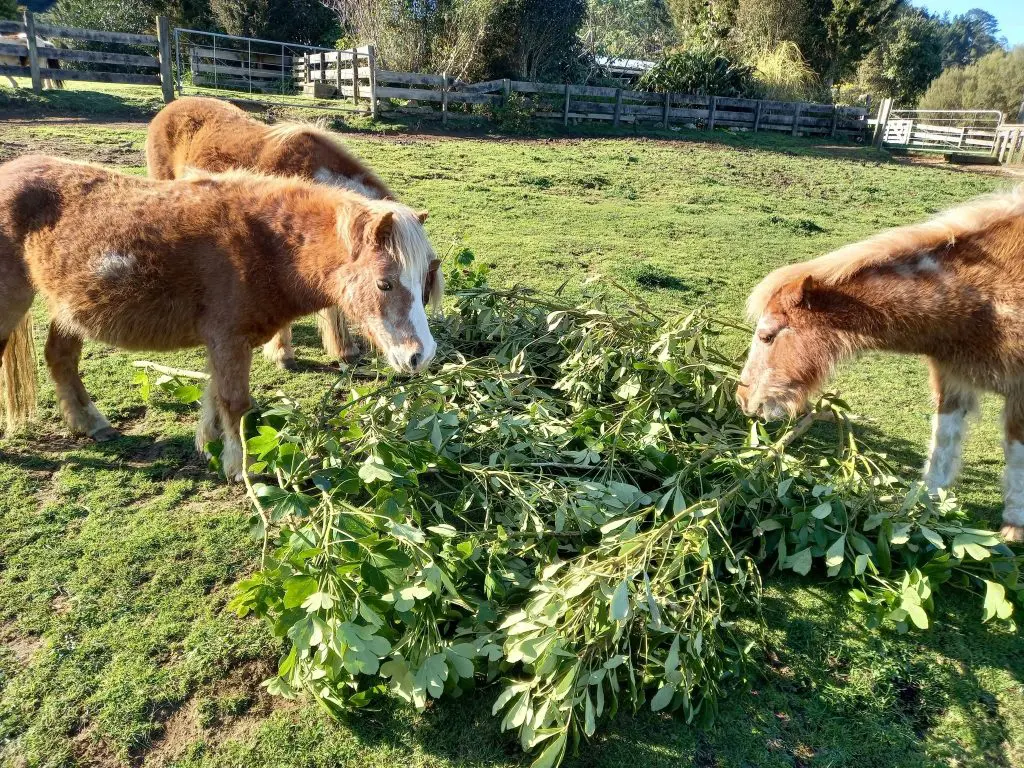 Minis eating fodder trees
