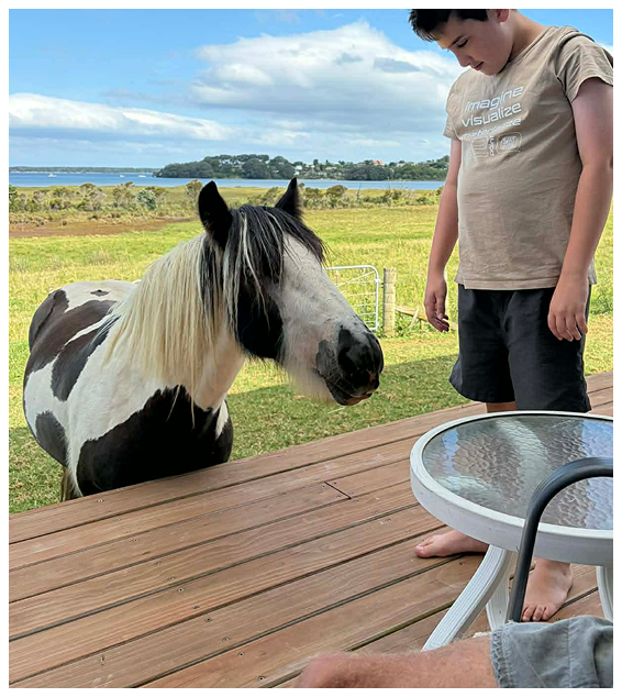 Our Stallion